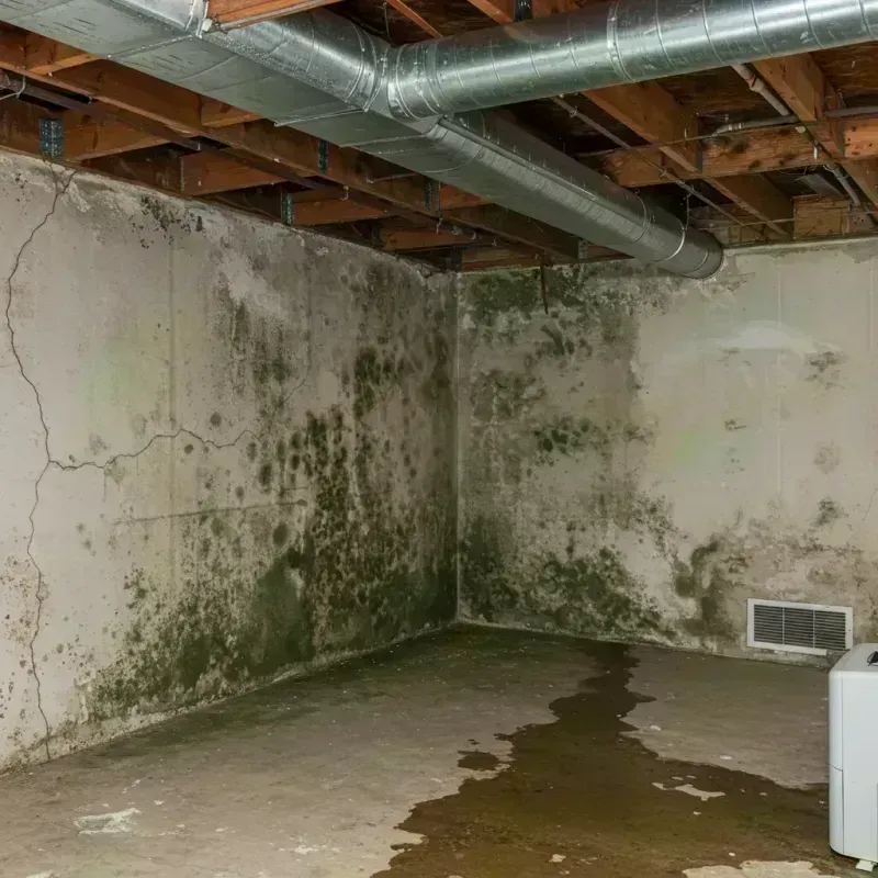 Professional Mold Removal in Richfield Springs, NY